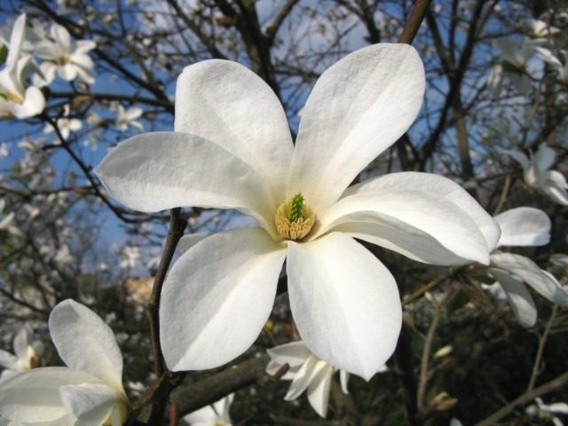 Магнолия иволистная (Magnolia salicifolia) Магнолия иволистная (Magnolia salicifolia)