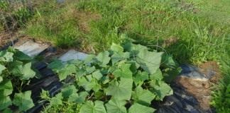 Грядка с огурцами под укрытием