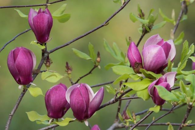 Магнолия лилиецветная (Magnolia liliiflora) Магнолия лилиецветная (Magnolia liliiflora)