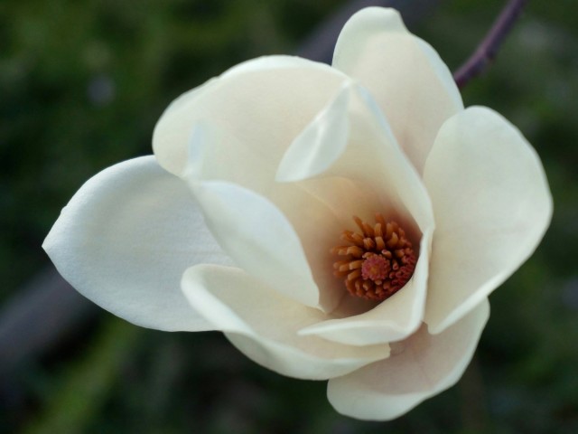 Магнолия обнаженная (Magnolia denudata) Магнолия обнаженная (Magnolia denudata)