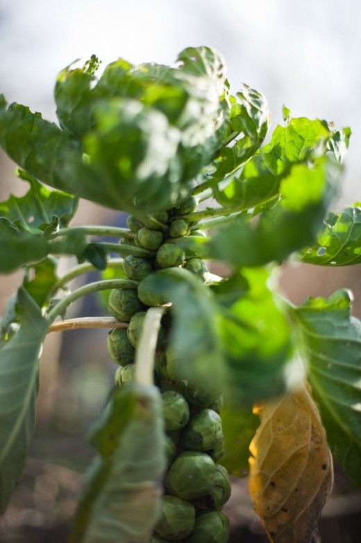 Брюссельская капуста (Brussels sprout)