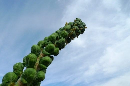 Брюссельская капуста (Brussels sprout)