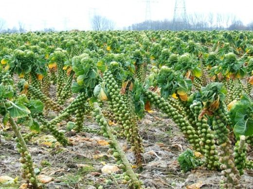 Брюссельская капуста (Brussels sprout)