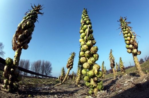Брюссельская капуста (Brussels sprout)