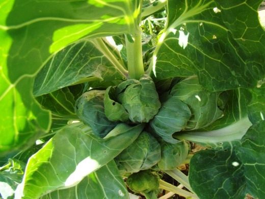 Брюссельская капуста (Brussels sprout)