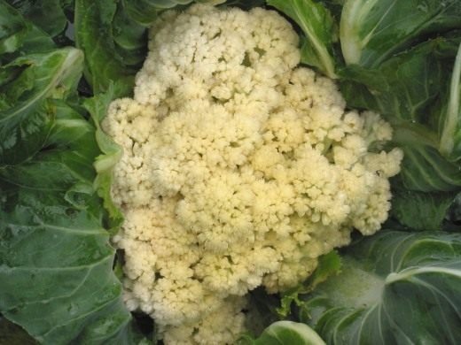 Капуста цветная (Cauliflower)