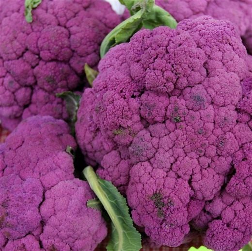 Капуста цветная пурпурная (Purple Cauliflower)