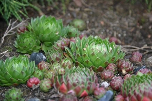 Молодило (Houseleeks)