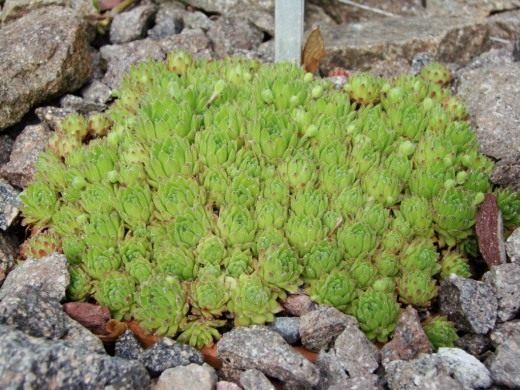 Молодило (Houseleeks)