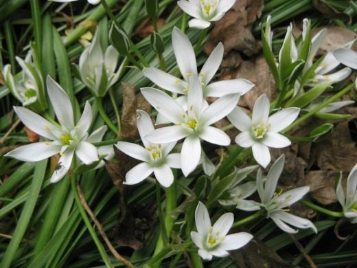 Птицемлечник (Ornithogallum)