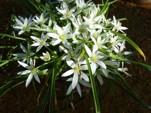 Птицемлечник (Ornithogallum)