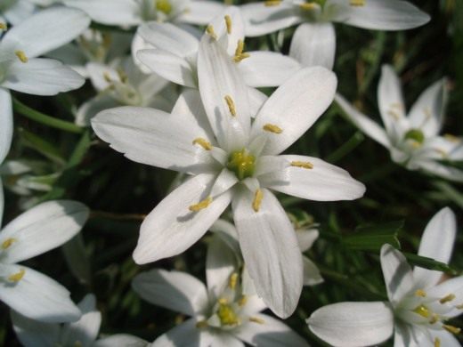 Птицемлечник (Ornithogallum)