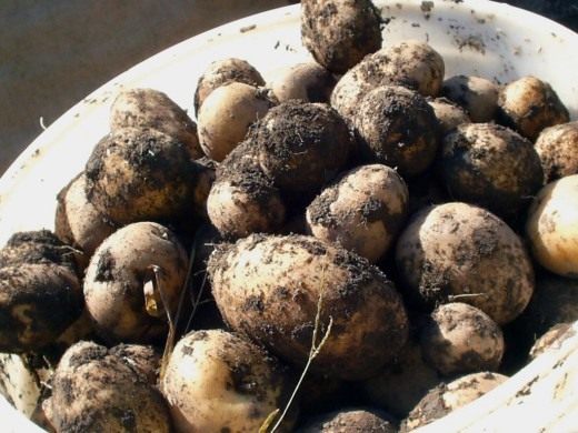 Картофель (Potatoes)