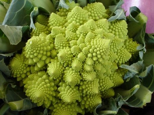 Фрактал брокколи, различная форма цветной капусты (Roman cauliflower)