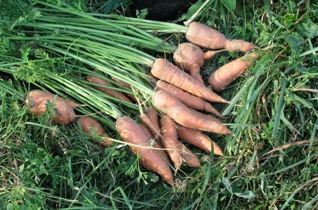 Морковь (Carrots) Морковь