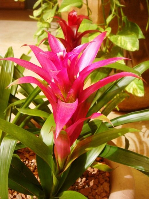 Гузмания (Guzmania)