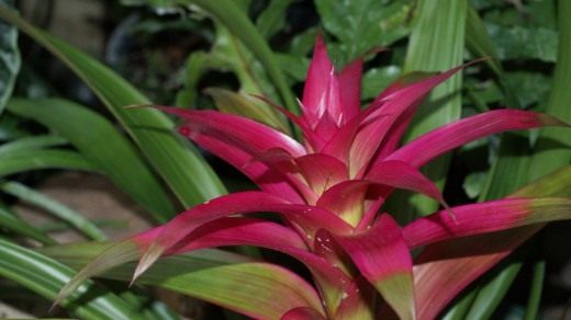 Гузмания (Guzmania) Гузмания (Guzmania)