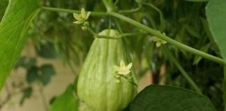 Чайот (Chayote)