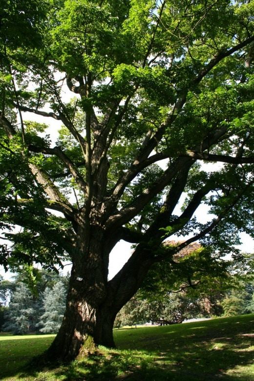 Бархат амурский, или пробковое амурское дерево (Phellodendron amurense)