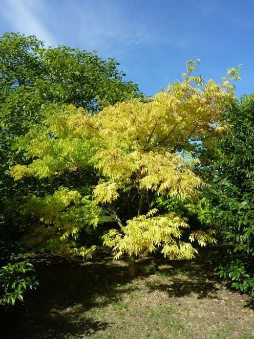 Бархат амурский, или пробковое амурское дерево (Phellodendron amurense)