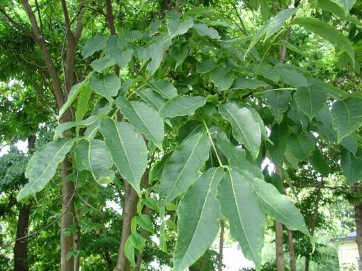 Бархат амурский, или пробковое амурское дерево (Phellodendron amurense)