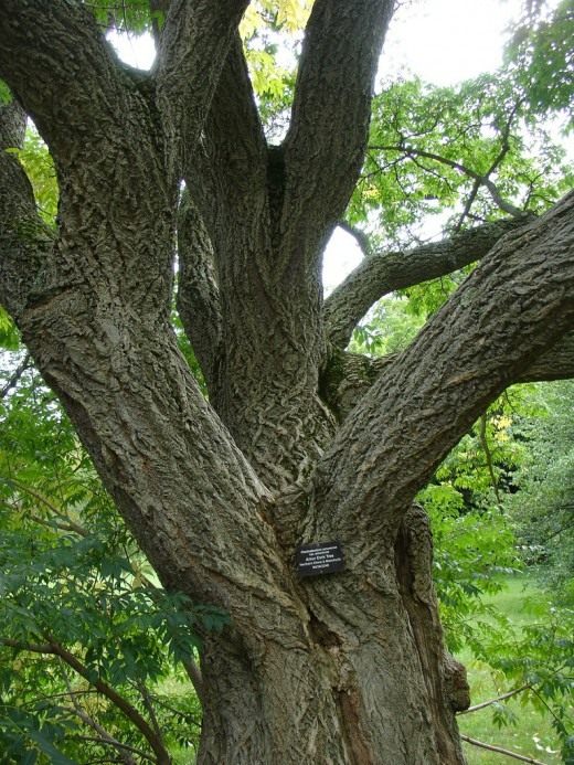 Бархат амурский, или пробковое амурское дерево (Phellodendron amurense)