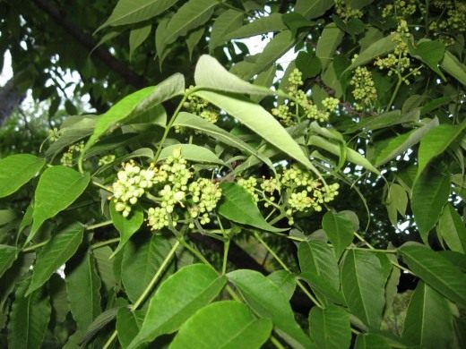 Бархат амурский, или пробковое амурское дерево (Phellodendron amurense)
