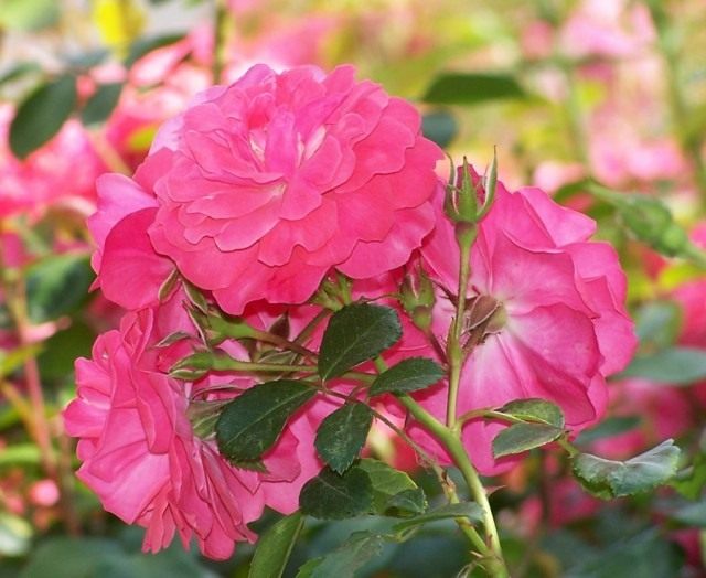 Роза (Rosa) Роза