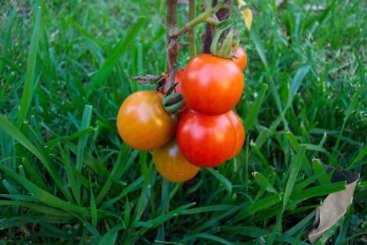 Томат (Tomato)