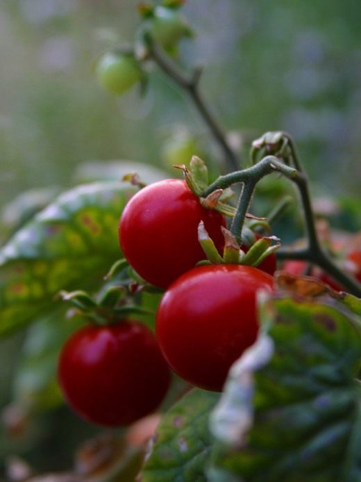 Томат (Tomato)