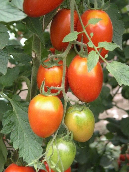 Томат (Tomato)
