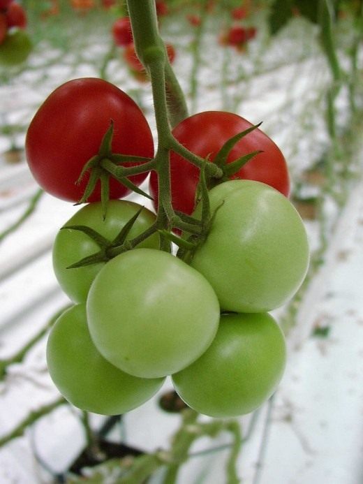 Томат (Tomato)