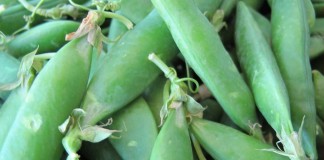 Горох (Pisum)