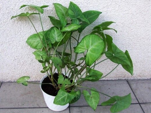 Сингониум (Syngonium)
