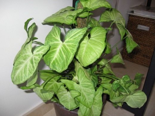 Сингониум (Syngonium)