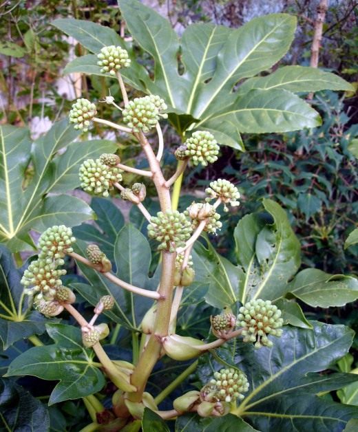Фатсия (Fatsia) Фатсия (Fatsia)
