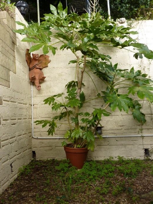 Фатсия (Fatsia) Фатсия (Fatsia)