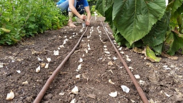 Посадка чеснока под зиму Посадка чеснока под зиму