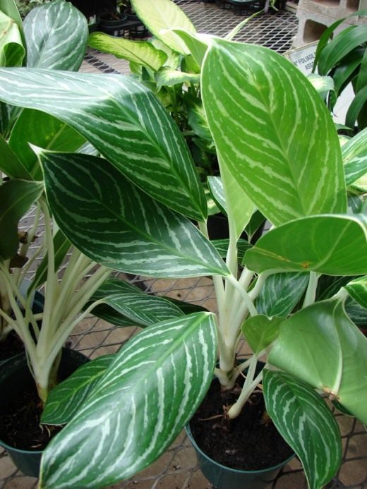Аглаонема (Aglaonema)