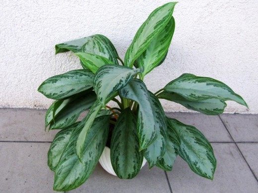 Аглаонема (Aglaonema)