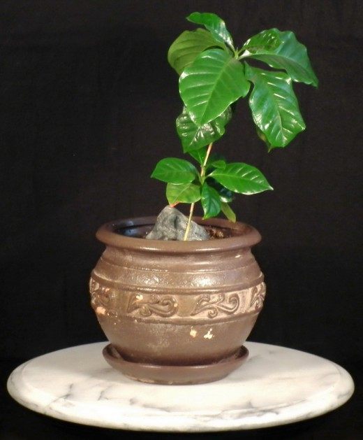 Кофе аравийский (Coffea arabica)