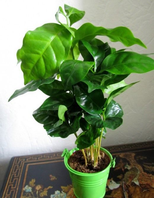 Кофе аравийский (Coffea arabica) Кофе аравийский (Coffea arabica)