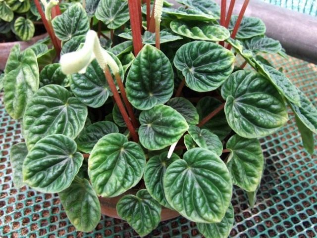 Пеперомия сморщенная (Peperomia caperata) Пеперомия сморщенная (Peperomia caperata)