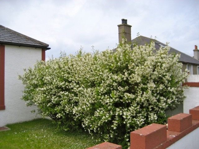 Чубушник, или Садовый жасмин (Philadelphus) Чубушник, или Садовый жасмин (Philadelphus)