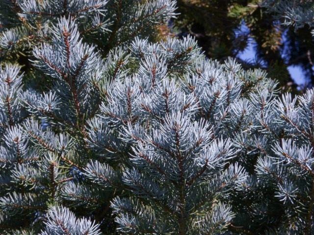 Ель голубая, или Ель колючая (Picea pungens) Ель голубая, или Ель колючая (Picea pungens)