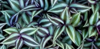 Традесканция висячая, или Зебрина висячая (Tradescantia zebrina, syn. Zebrina pendula)