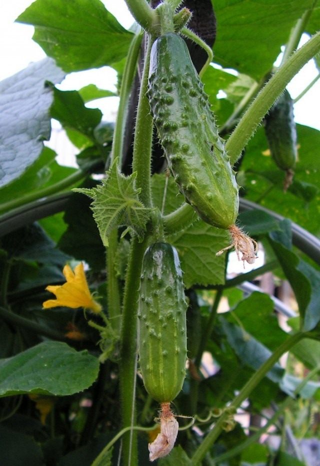 Огурец обыкновенный, или Огурец посевной (Cucumis sativus) Огурец обыкновенный, или Огурец посевной (Cucumis sativus)