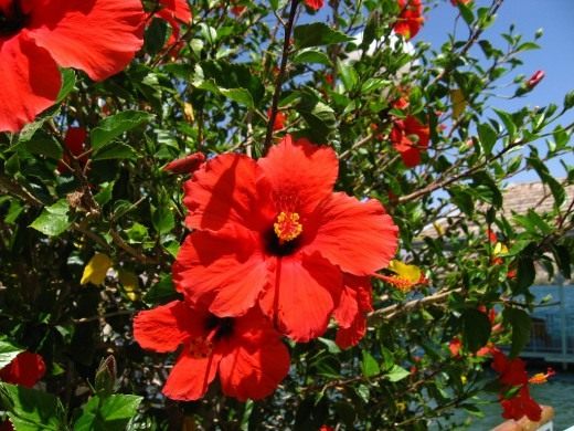 Гибискус, Китайская роза (Hibiscus)