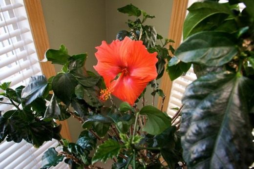 Гибискус, Китайская роза (Hibiscus)