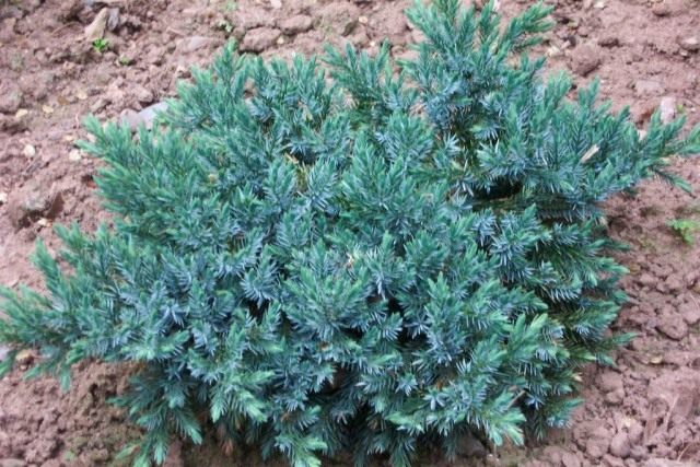 Можжевельник (Juniperus) Можжевельник (Juniperus)